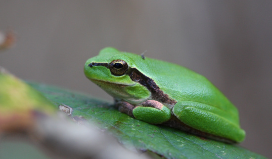 Laubfrosch Foto: NABU/Frank Derer